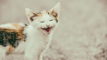 Hund Vs Katze Was Euer Haustier über Euch Aussagt N Joy