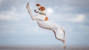 Ein kurioses Foto von einem Haustier: Ein Hund mitten im Sprung. © Vera Faupel / Comedy Pets Foto: Vera Faupel