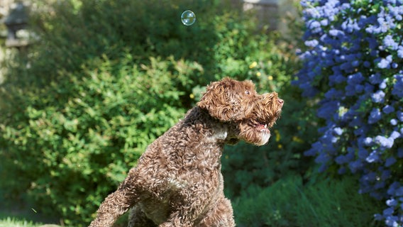 Ein kurioses Foto von einem Haustier: Ein Hund jagt eine Seifenblase. © Philippa Huber / Comedy Pets Foto: Philippa Huber