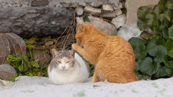 Ein kurioses Foto von einem Haustier: Eine Katze flüstert einer anderen Katze was ins Ohr. © Kenichi Morinaga/ Comedy Pets Foto: Kenichi Morinaga