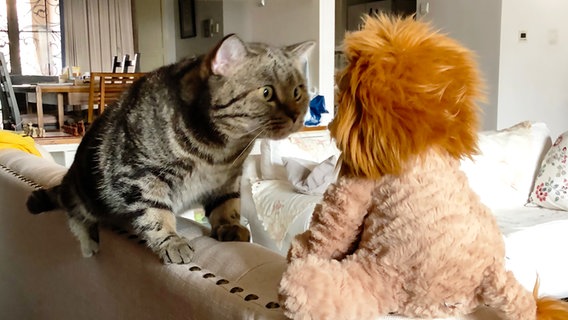 Ein kurioses Foto von einem Haustier: Eine Katze starrt auf ein Kuscheltier. © xxx / Comedy Pets Foto: xxx