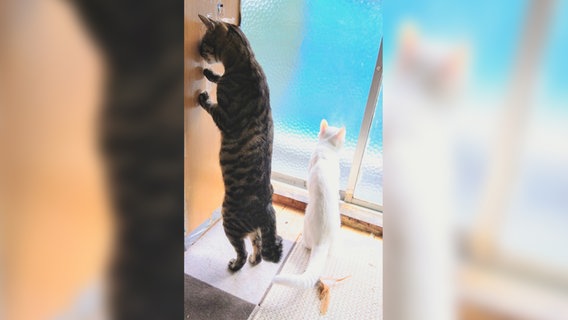 Ein kurioses Foto von einem Haustier: Zwei Katzen schauen aus dem Fenster. © Yasuda Aburanekomaru / Comedy Pets Foto: Yasuda Aburanekomaru