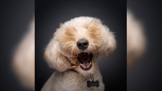 Ein kurioses Foto von einem Haustier: Ein Hund mit viel Fell sieht so aus, als hätte er keine Augen. © Bernard Sim / Comedy Pets Foto: Bernard Sim
