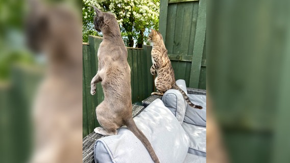 Ein kurioses Foto von einem Haustier: Zwei Katzen schauen über einen Zaun. © Emma Beardsmore / Comedy Pets Foto: Emma Beardsmore