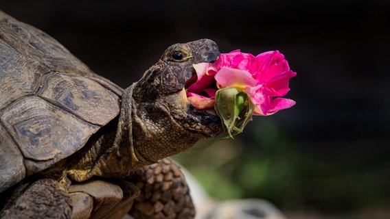 Ein kurioses Foto von einem Haustier: Eine Schildkröte frisst eine Blume. © Jonathan Casey / Comedy Pets Foto: Jonathan Casey