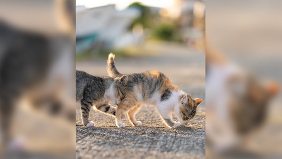 Ein kurioses Foto von einem Haustier: Zwei Katzen auf einer Straße. © Tomoaki Tanto / Comedy Pets Foto: Tomoaki Tanto