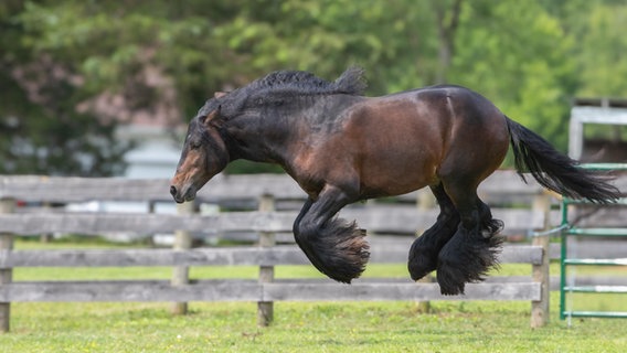 Ein kurioses Foto von einem Haustier: Ein Pferd springt in die Luft. © Debby Thomas / Comedy Pets Foto: Debby Thomas