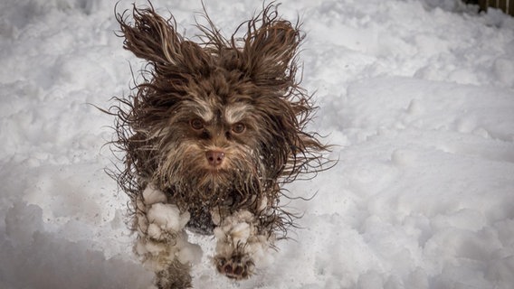 Ein kurioses Foto von einem Haustier: Ein Hund im Eis. © Tammo Zelle / Comedy Pets Foto: Tammo Zelle