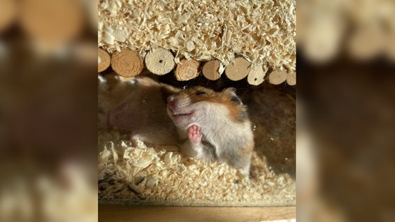 Ein kurioses Foto von einem Haustier: Ein Hamster lehnt an einer Scheibe. © Alina Vogel / Comedy Pets Foto: Alina Vogel