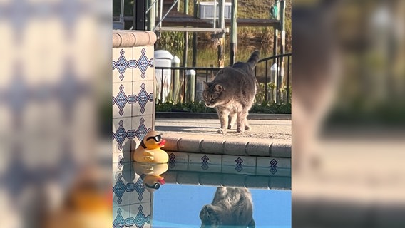 Ein kurioses Foto von einem Haustier: Eine Katze und eine Quietscheente am Pool. © Diann C. Johnson / Comedy Pets Foto: Diann C. Johnson