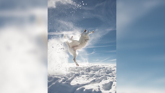 Ein kurioses Foto von einem Haustier: Ein Husky springt in die Luft und wirbelt dabei Schnee auf. © Sylvia Michel / Comedy Pets Foto: Sylvia Michel