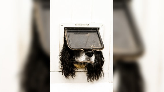 Ein kurioses Foto von einem Haustier: Ein Hund schaut durch eine Katzenklappe. © Sarah Haskell / Comedy Pets Foto: Sarah Haskell