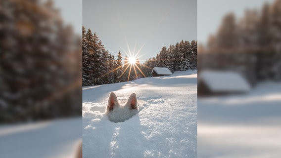 Ein kurioses Foto von einem Haustier: Die Ohren eines Hundes ragen aus dem Schnee. © Sylvia Michel / Comedy Pets Foto: Sylvia Michel