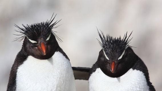 Zu sehen sind zwei Felsenpinguine. © picture alliance / blickwinkel Foto: E. Hummel